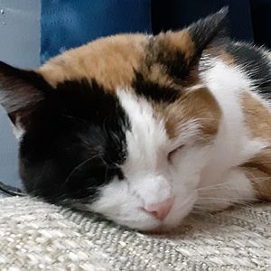 Meet your Posher, Daphne